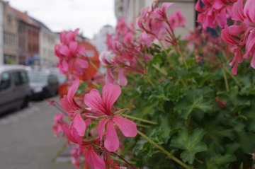 IMGP6472.JPG