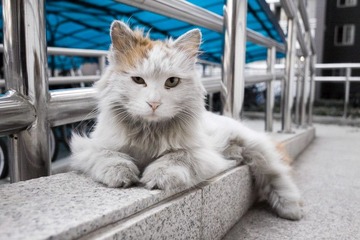 大小眼儿