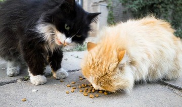 猫多粮少