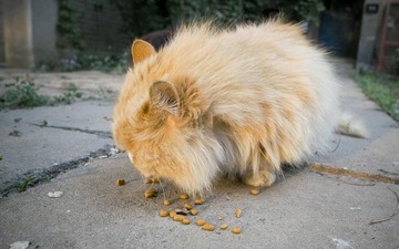不理你：P