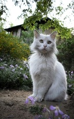 猫猫MM