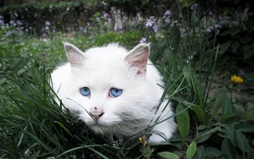 blue eyes