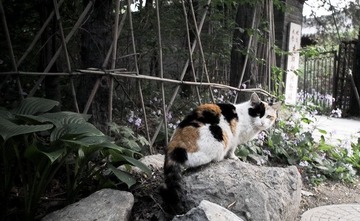 佐罗回眸