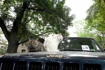 猫猫威武