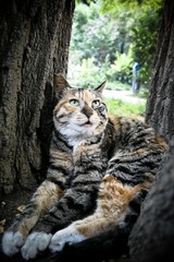 躲猫猫