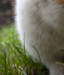 圆