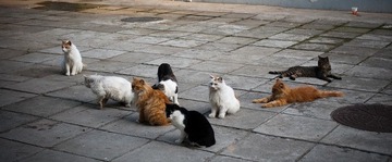 开会