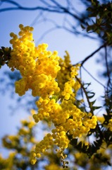 春天的花