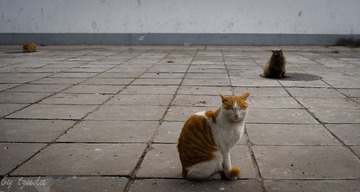 猫猫爱井盖，喵～
