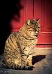 猫的肖像