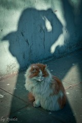 影子与猫