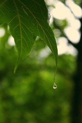 IMG_0184.jpg
