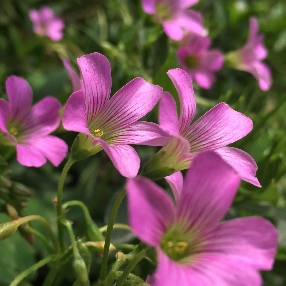 酸酸的酢浆花昵