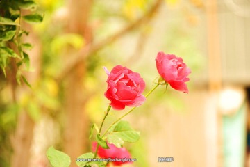 DSC_6203.JPG