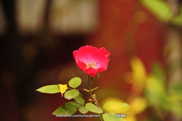 DSC_6209.JPG