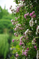 82B30E11-8504-4217-AD12-EC208BD13367/L0/001