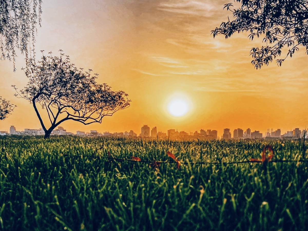 西湖日出沐浴在阳光下的远处的城市和近处的树木小草