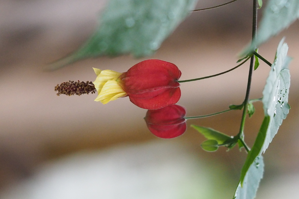 蔓性风铃花红灯笼高高挂