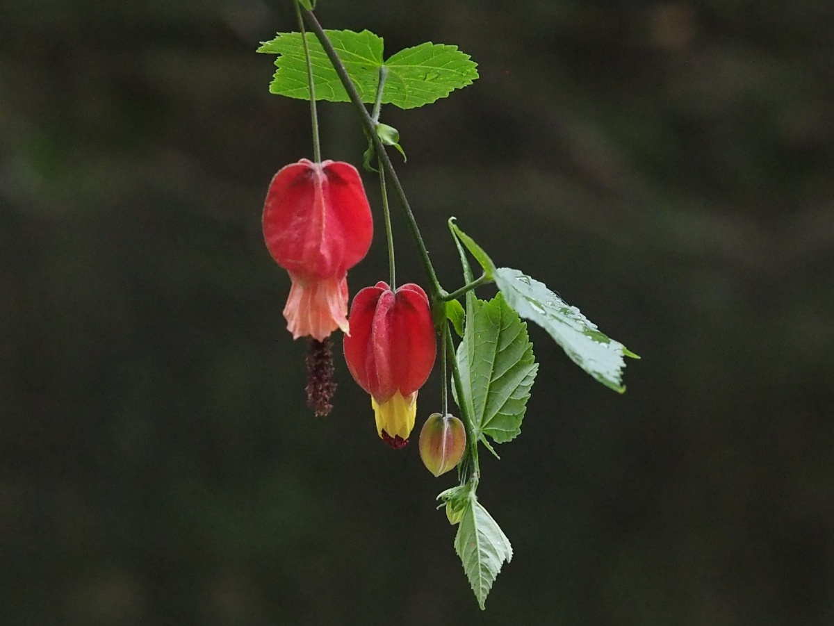 蔓性风铃花红灯笼高高挂
