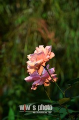 DSC_0164.jpg