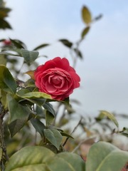 6321DDFC-7263-42C9-B6E9-419431FC32C4/L0/001