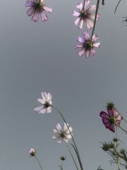 E2B93505-E932-429C-BD6D-D38D37F2177D/L0/001