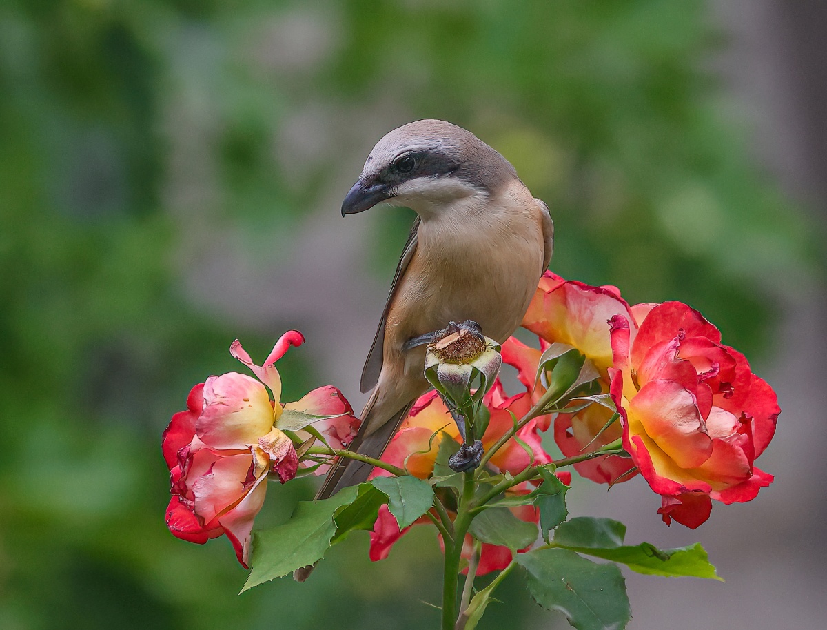 农展馆拍红尾伯劳鸟