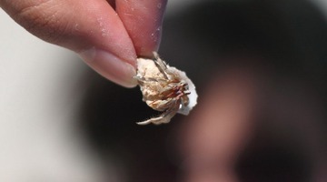 IMG_7623.JPG