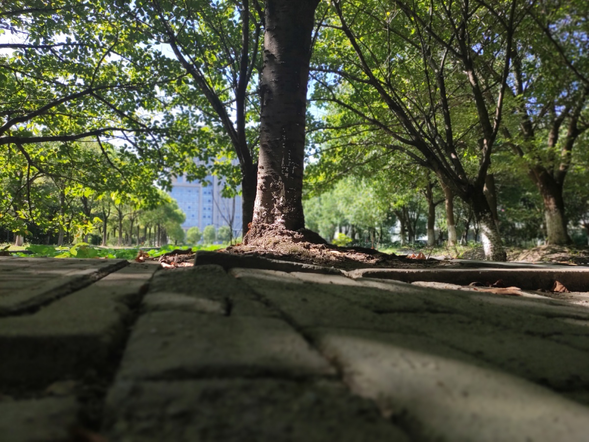 夏季校园一颗树下的微景观微视角