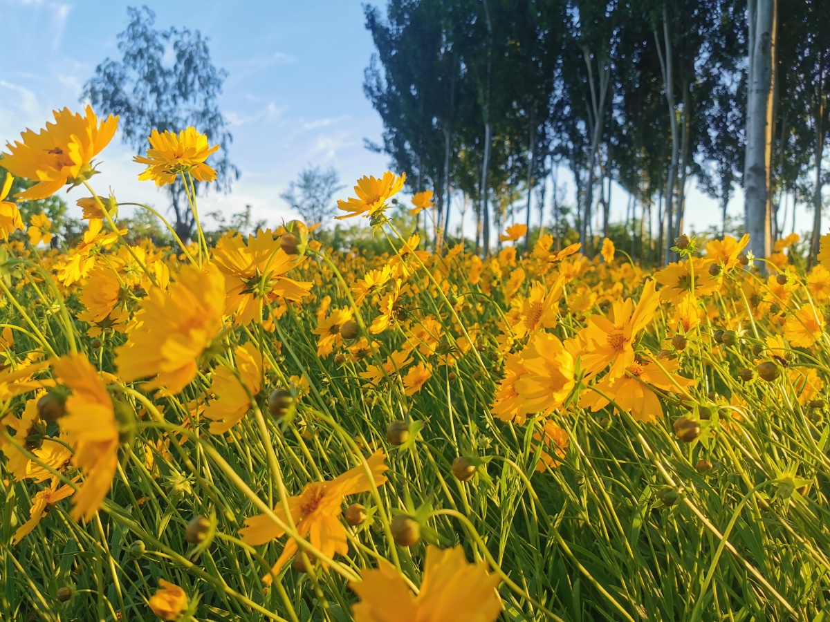 路边随手拍的花花