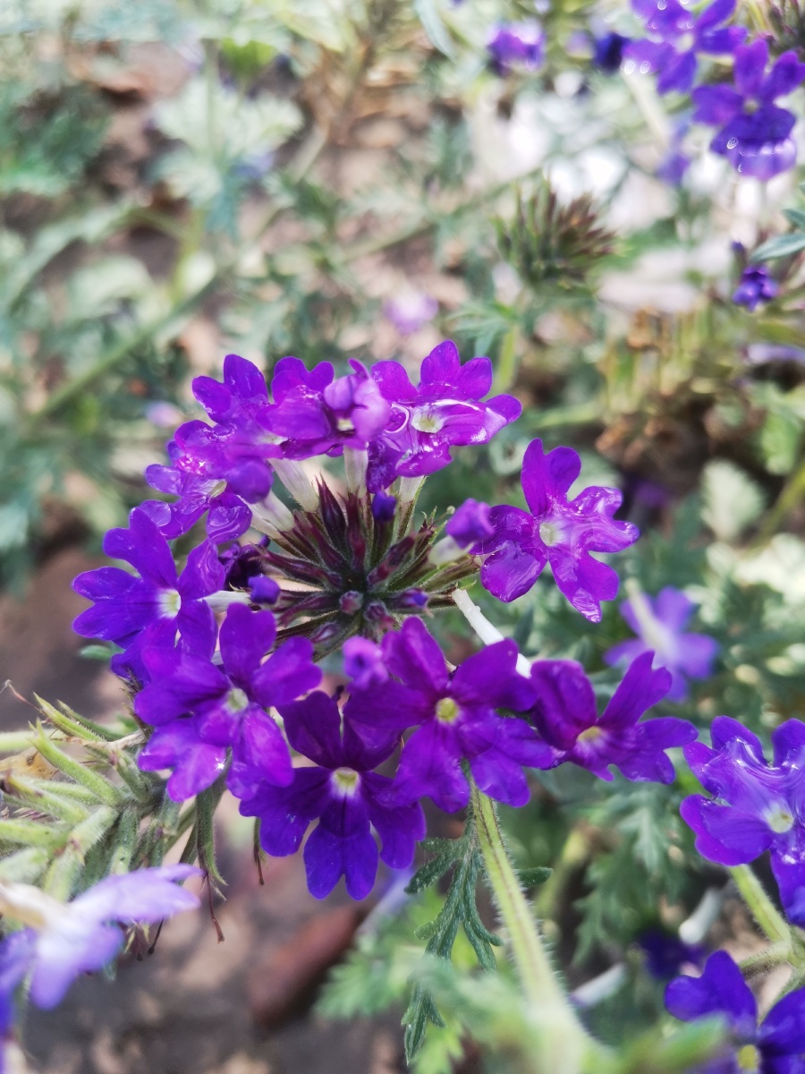 紫色的小花