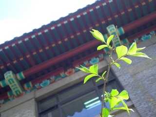 春到燕园