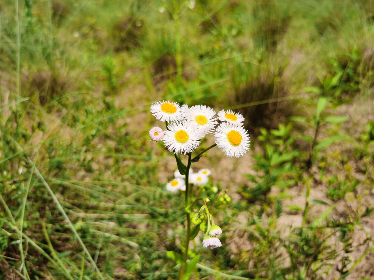 白晶菊花园草坪一角一簇小雏菊