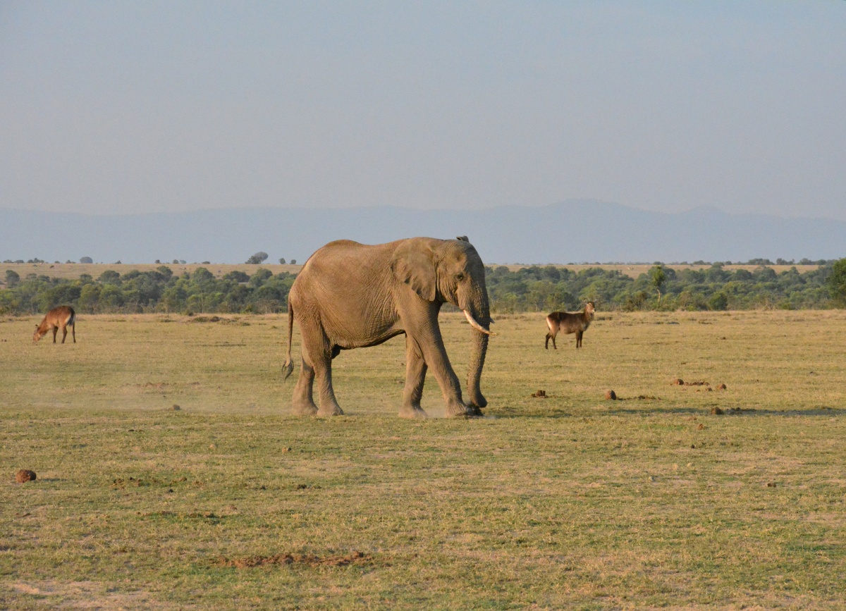 非洲大草原肯尼亚大象