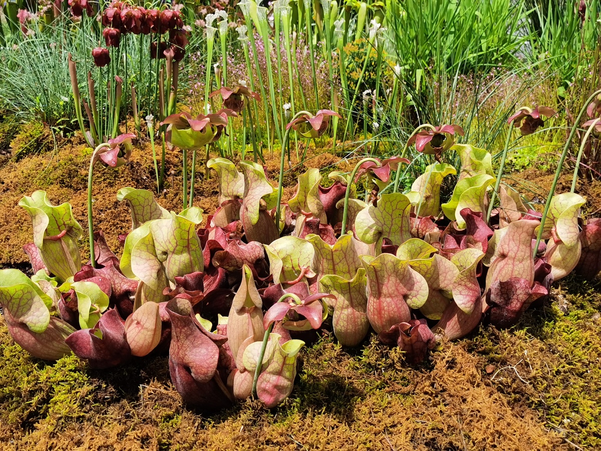 瓶子草,吃蚊虫的草,花园一角