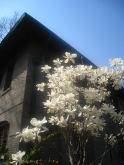 老房子与白花