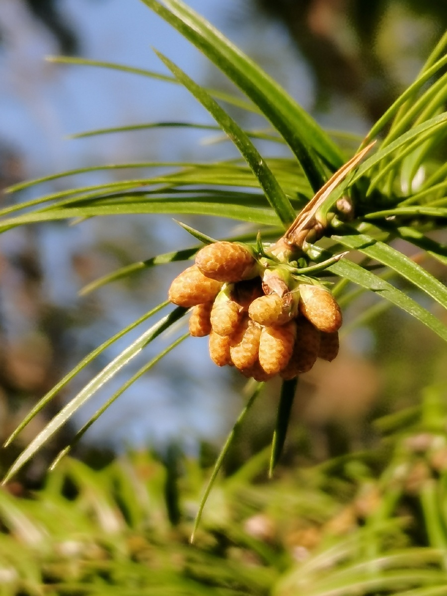 杉木果:杉科,杉木属乔木.亚热带树种,较喜光.