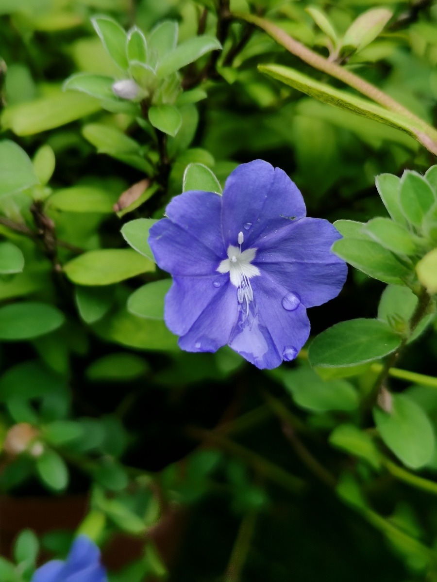 蓝星花:花腋生,合瓣,花冠蓝色,中心白星形. - 此锋非彼峰161957259270