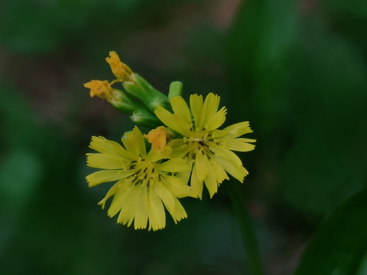 稻槎菜:舌状花,黄色,有细梗,果时常下垂. - 此锋非彼峰16195725927047