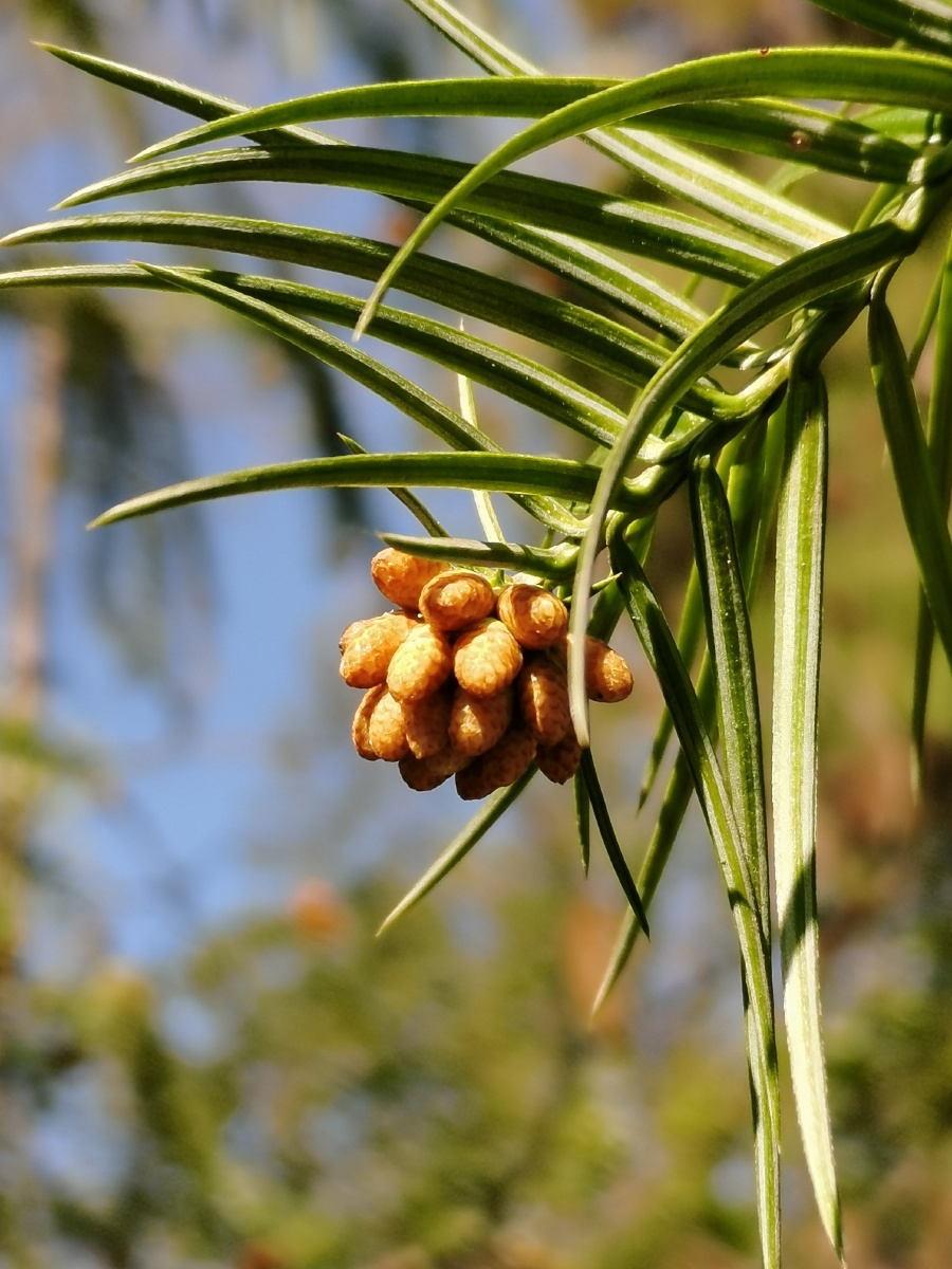 杉木果:杉科,杉木属乔木.亚热带树种,较喜光.