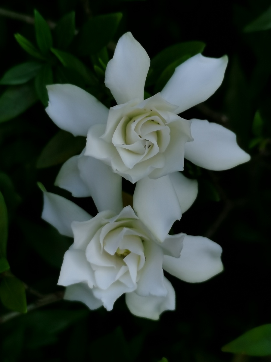 夏花栀子:茜草科栀子属灌木,花芳香,通常单朵生于枝顶,性喜温暖湿润