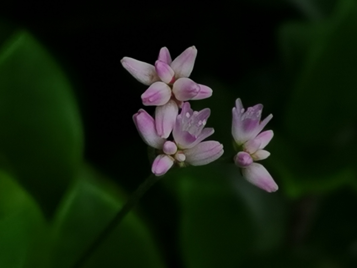 刺蓼具有解毒消肿止痒功效可用于湿疹黄水疮疔疮痈疖蛇咬伤等病