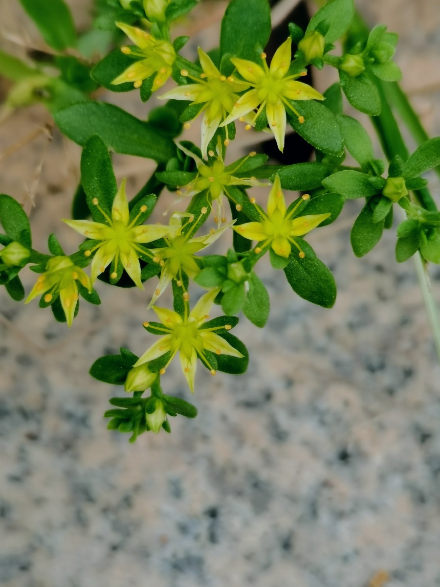 叶腋常有圆球形,肉质,小形珠芽