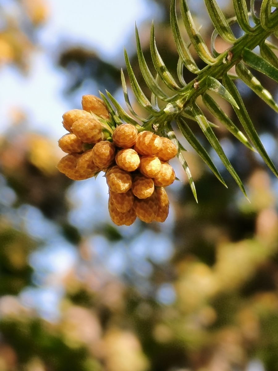 杉木果:杉科,杉木属乔木.亚热带树种,较喜光.