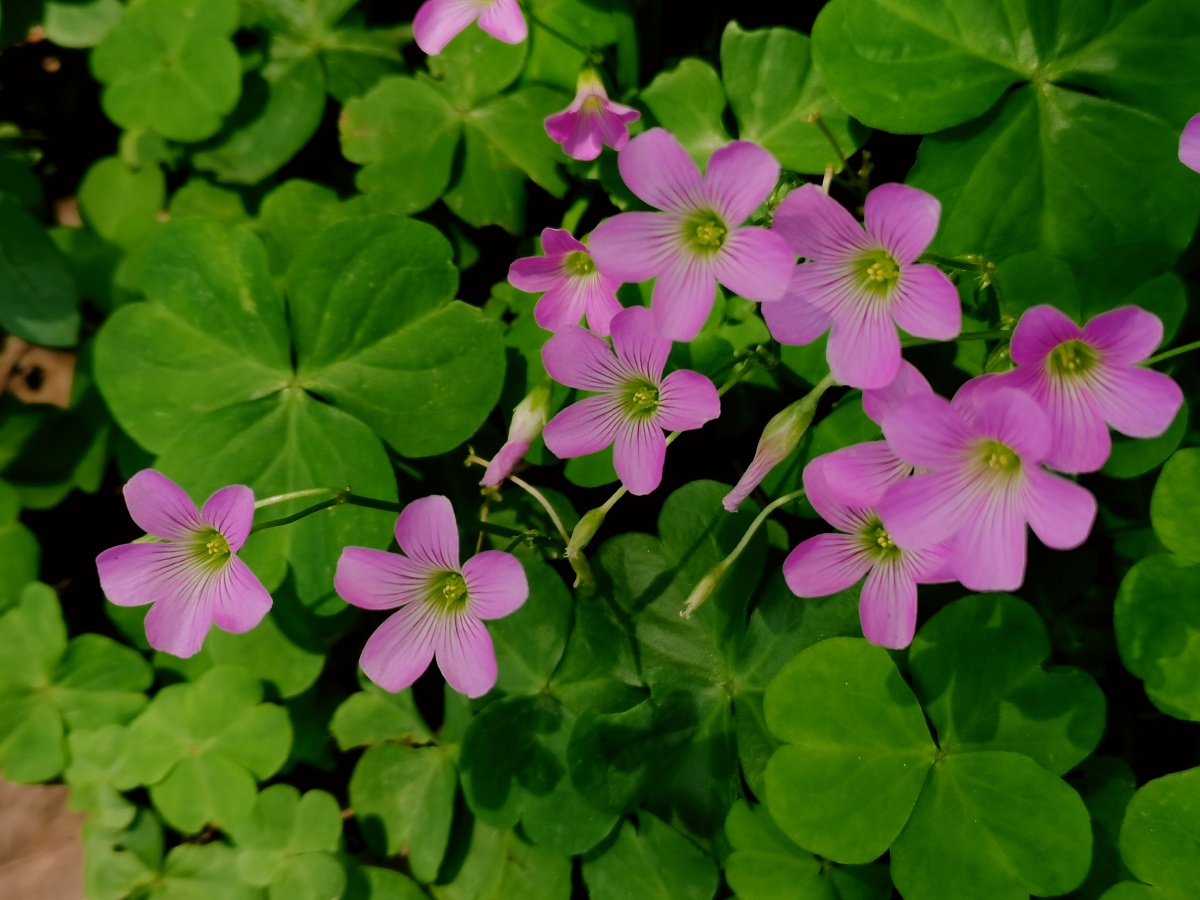 红花酢浆草:是酢浆草科,酢浆草属多年生直立草本植物.