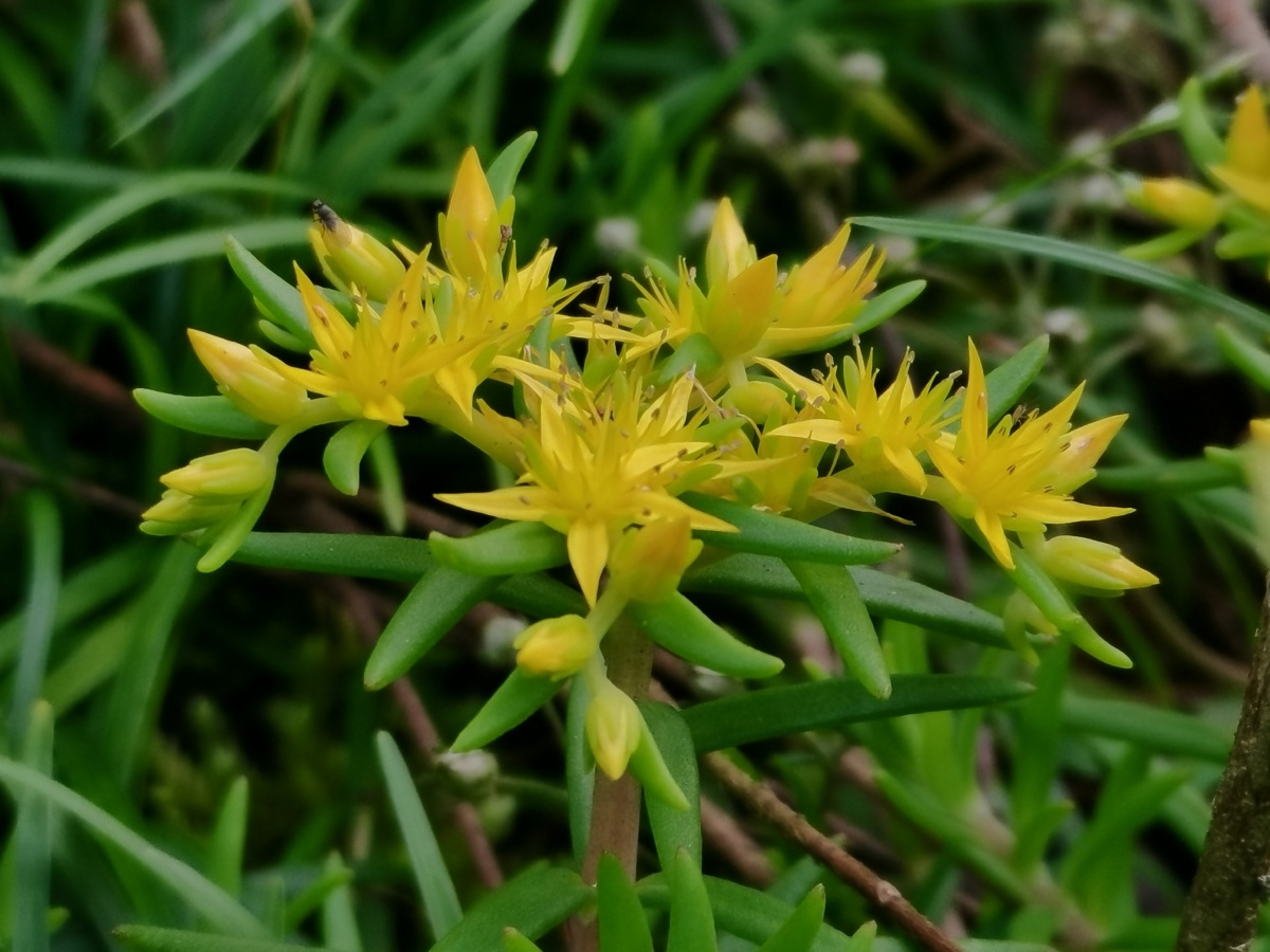 佛甲草别名半枝莲喜气温凉爽光照充足且通风良好的环境耐干旱耐寒冷不