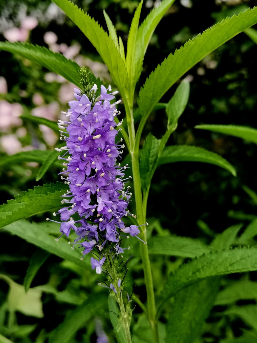 穗花婆婆纳别称皇家蜡烛花语善良坚强贞节