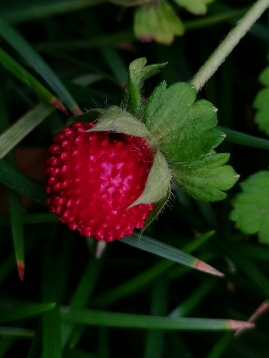 手机摄影蛇莓别名蛇泡草龙吐珠蔷薇科多野生于山坡草地上路旁沟边或