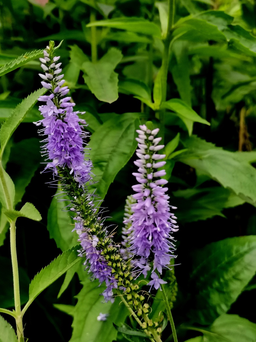 穗花婆婆纳别称皇家蜡烛花语善良坚强贞节