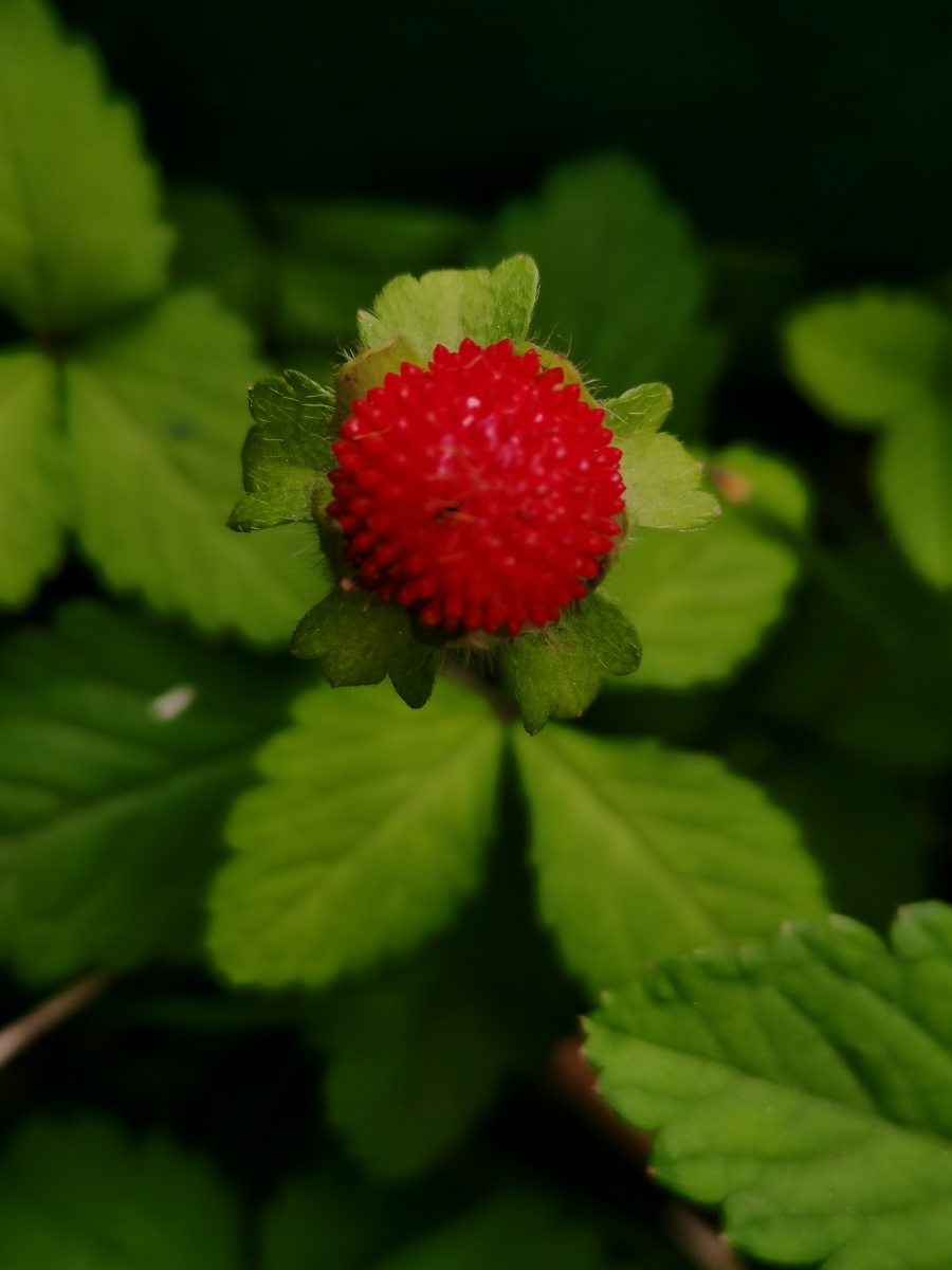手机摄影蛇莓别名蛇泡草龙吐珠蔷薇科多野生于山坡草地上路旁沟边或